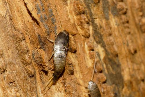 Lepisma saccharina